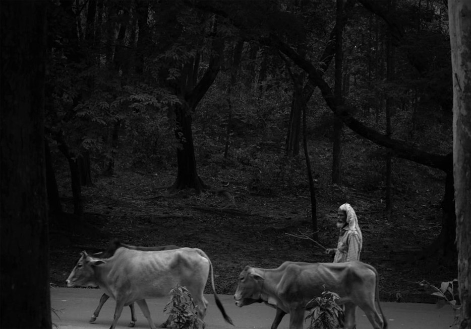 Returning to a shepherd`s house